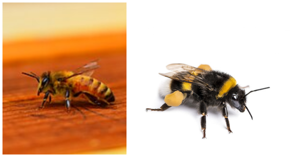 Honeybee (left) Bumblebee (right)